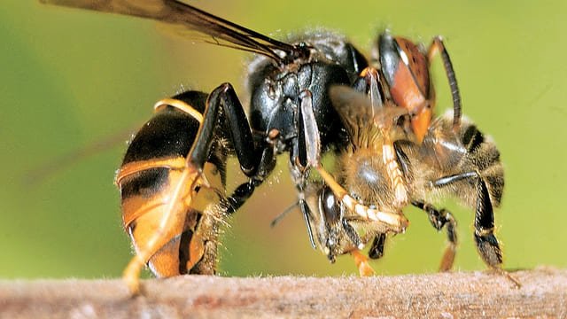 Frelon asiatique décapitant une abeille