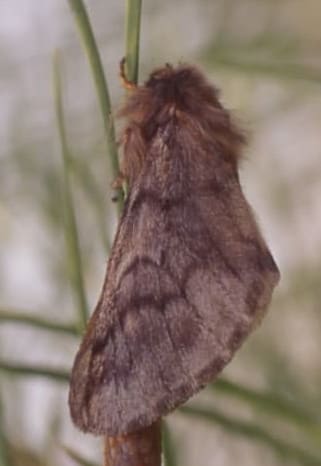 Papillon de nuit de l'ordre des Lépidoptères