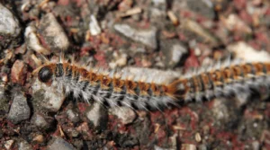 chenille processionaire du pin
