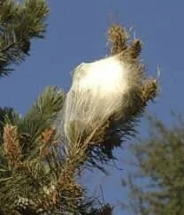 nid d'hiver de chenille processionnaire