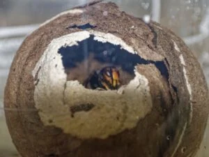 reine frelon asiatique dans son nid