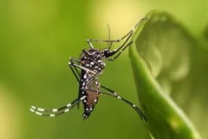 les Moustiques aedes aegypti