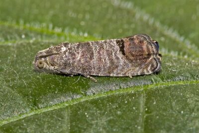 nuisible du verger : carpocapse adulte nuisible du verger : mouche de la cerise
