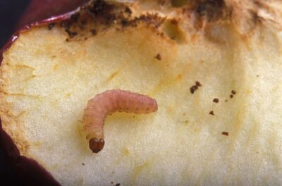 nuisible du verger : chenille