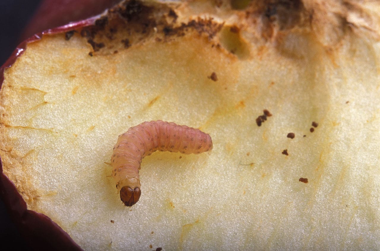 nuisible du verger : chenille