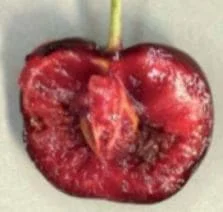 degat mouche fruit rouge