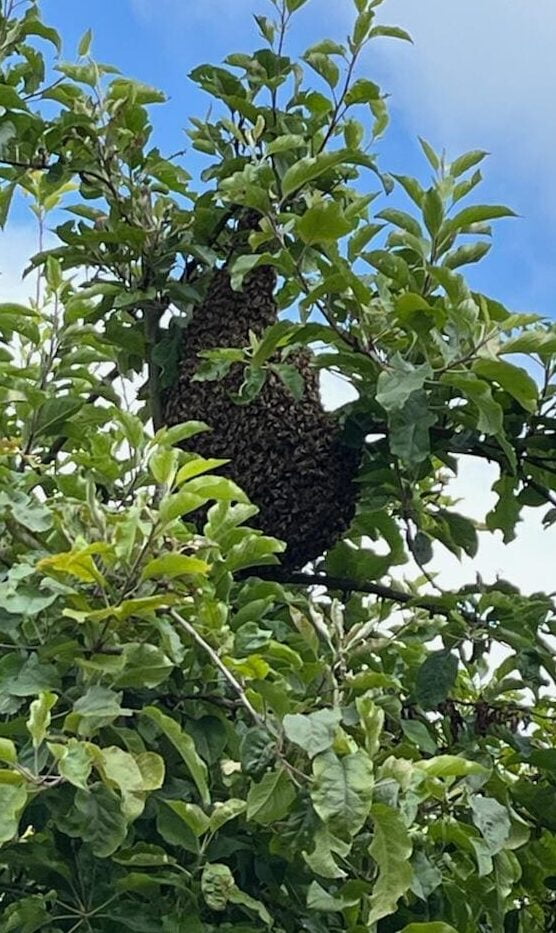 Essaim d'abeilles posé sur une branche