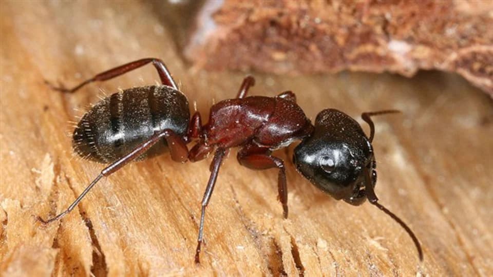 les fourmis : fourmi charpentiere