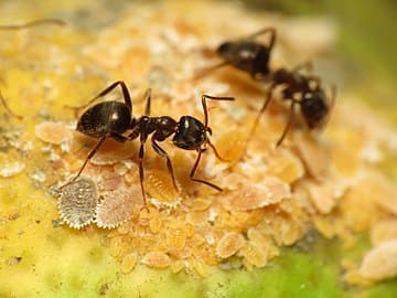 les fourmis : fourmi noire des jardins