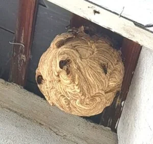 nid de frelons asiatiques