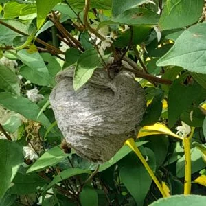 nid de guepes des buissons