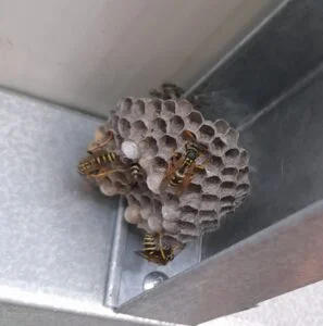 nid de guêpes polistes