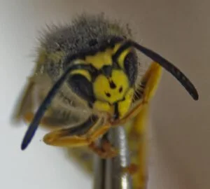 reine guêpe germanique