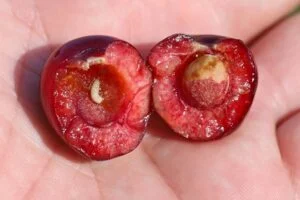 nuisible du verger : mouche de la cerise