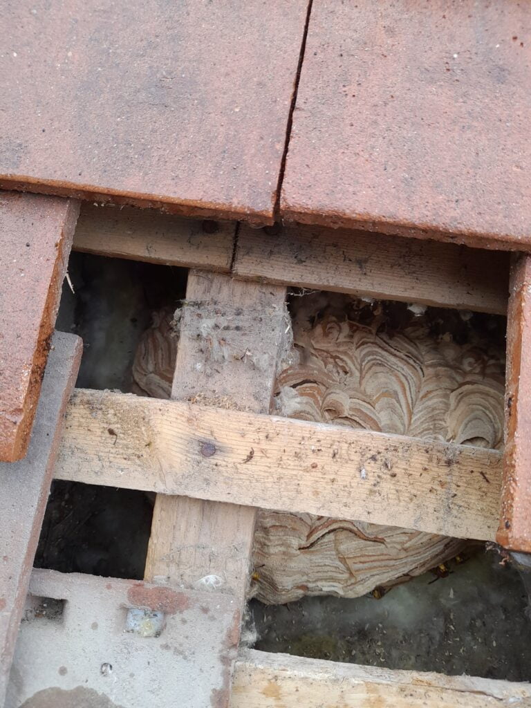 Nid de frelons europeens sous toiture