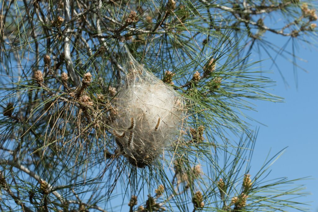 nid d'hiver de chenille processionnaire
