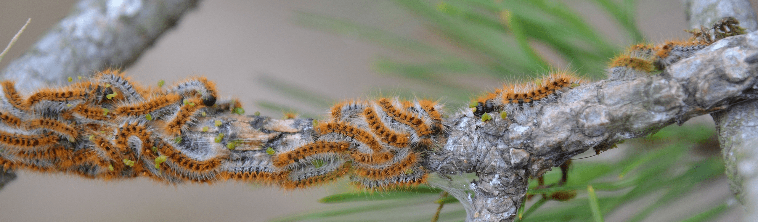 Chenille processionnaire du pin