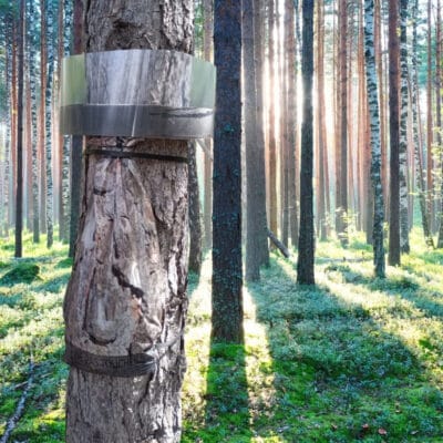 Eco piège pour chenilles processionnaires du pin-pineprotect