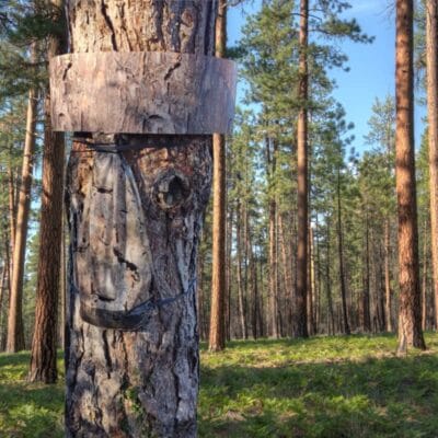Eco piège pour chenilles processionnaires du pin-pineprotect