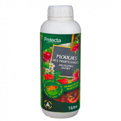 attractif mouche des fruits rouges