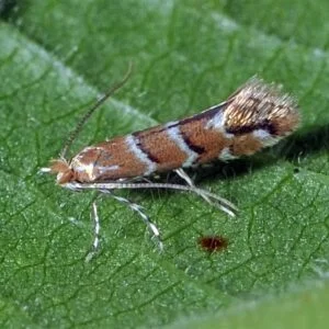 Mineuse du marronnier