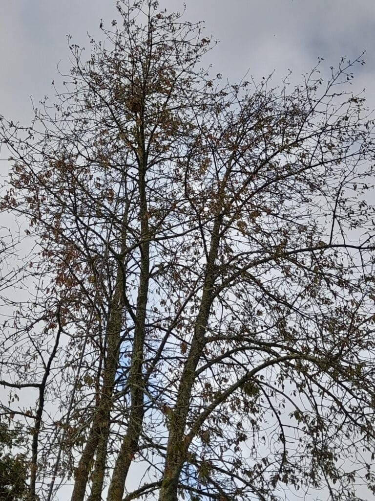 nid de frelons asiatiques