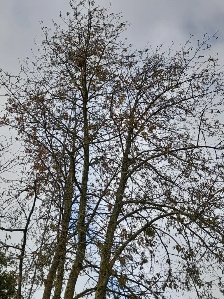 Lire la suite à propos de l’article L&rsquo;automne est là, les nids de frelons asiatiques se découvrent