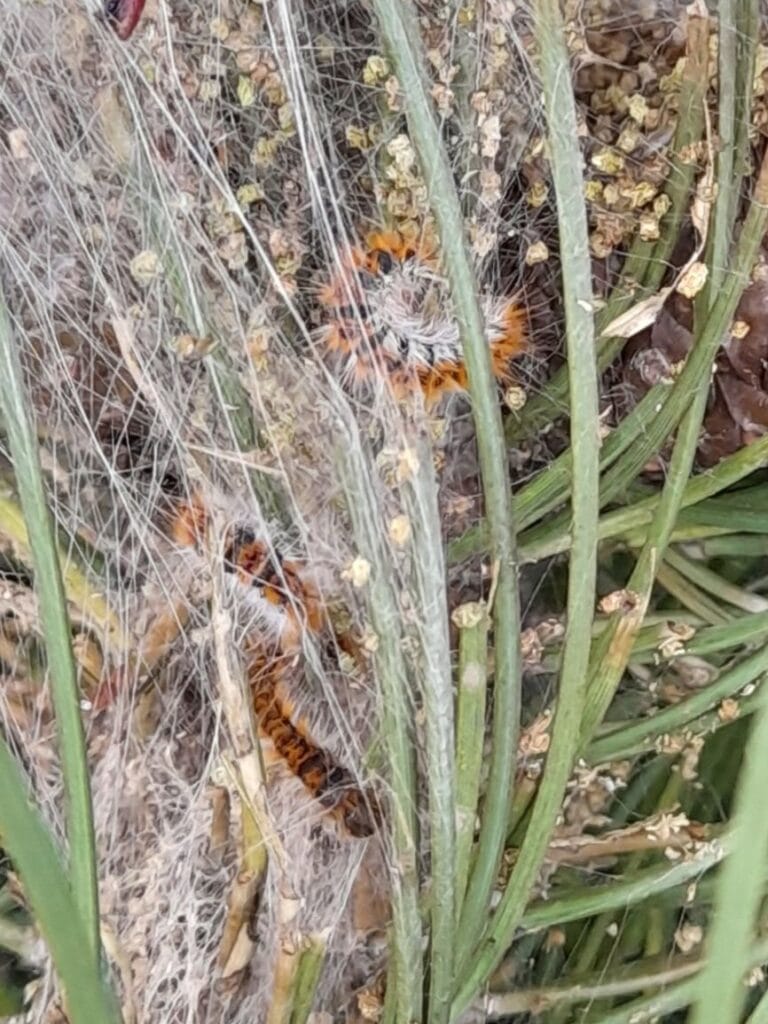 chenille processionnaire du pin