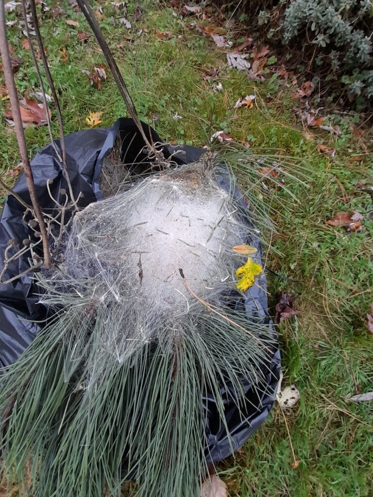 chenille processionnaire du pin