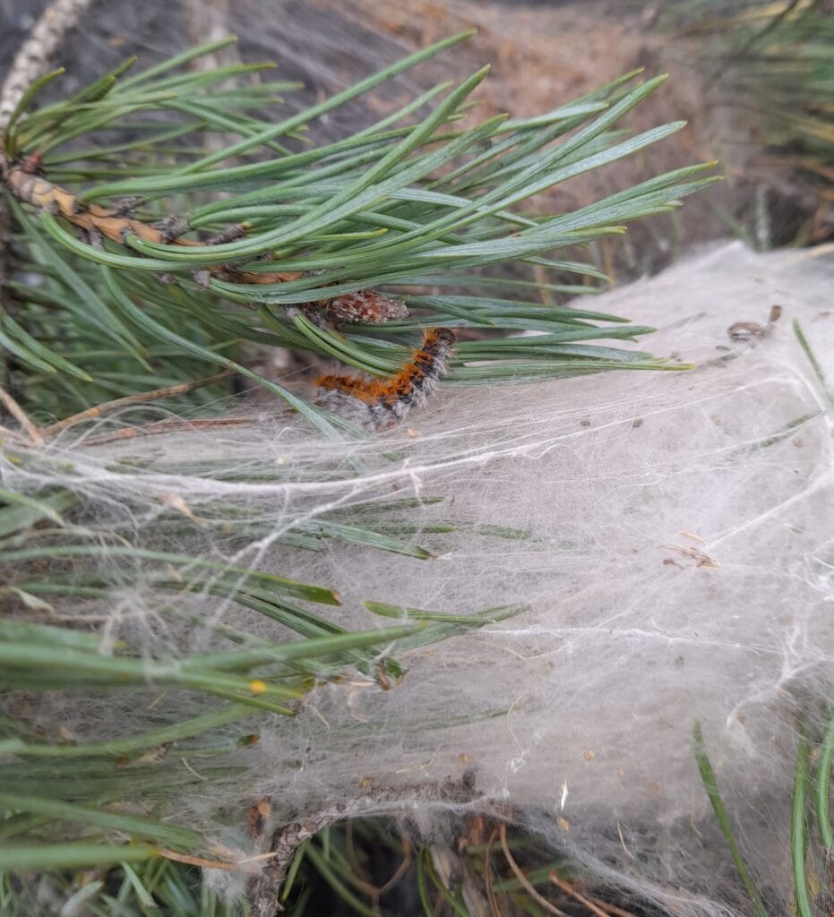 chenille processionnaire du pin
