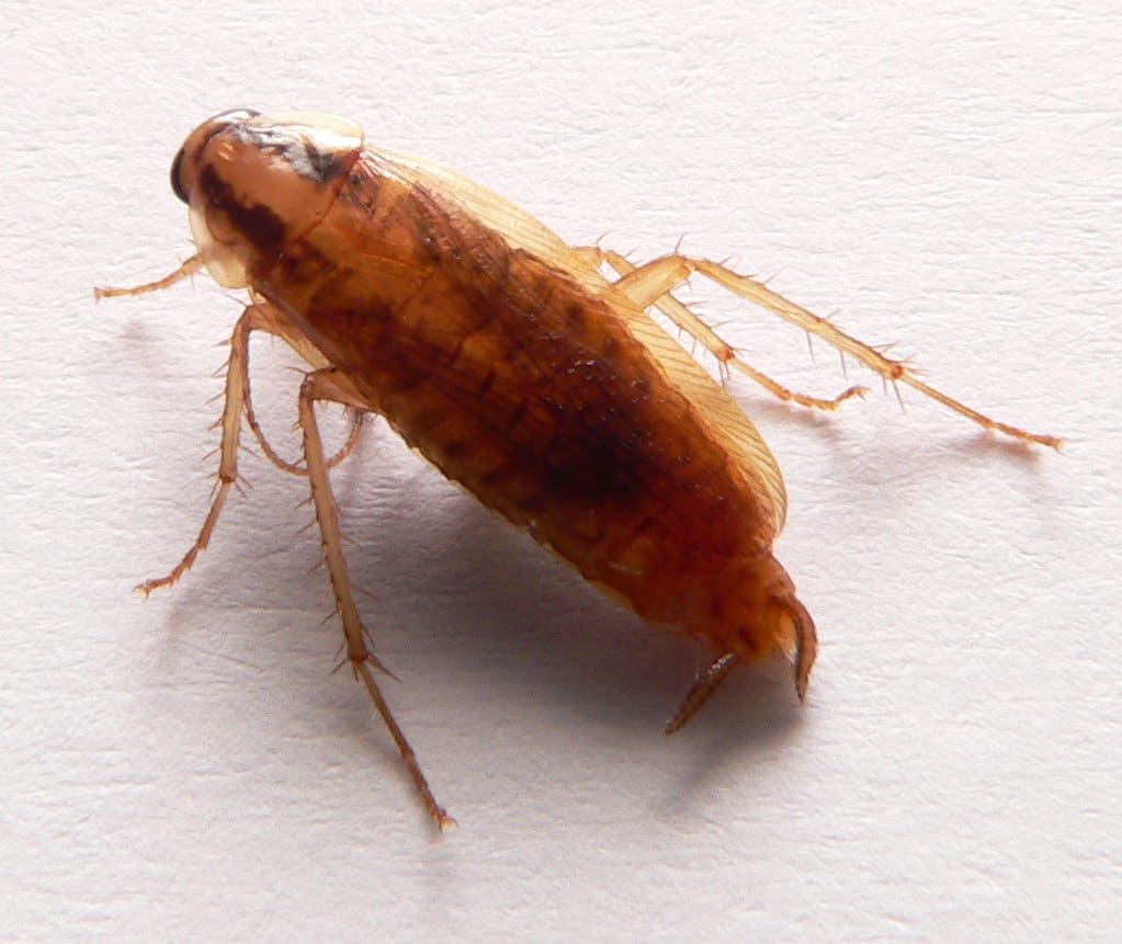 Blatte germanique