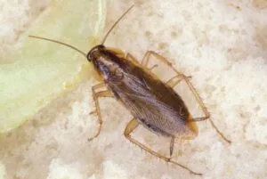 blatte germanique