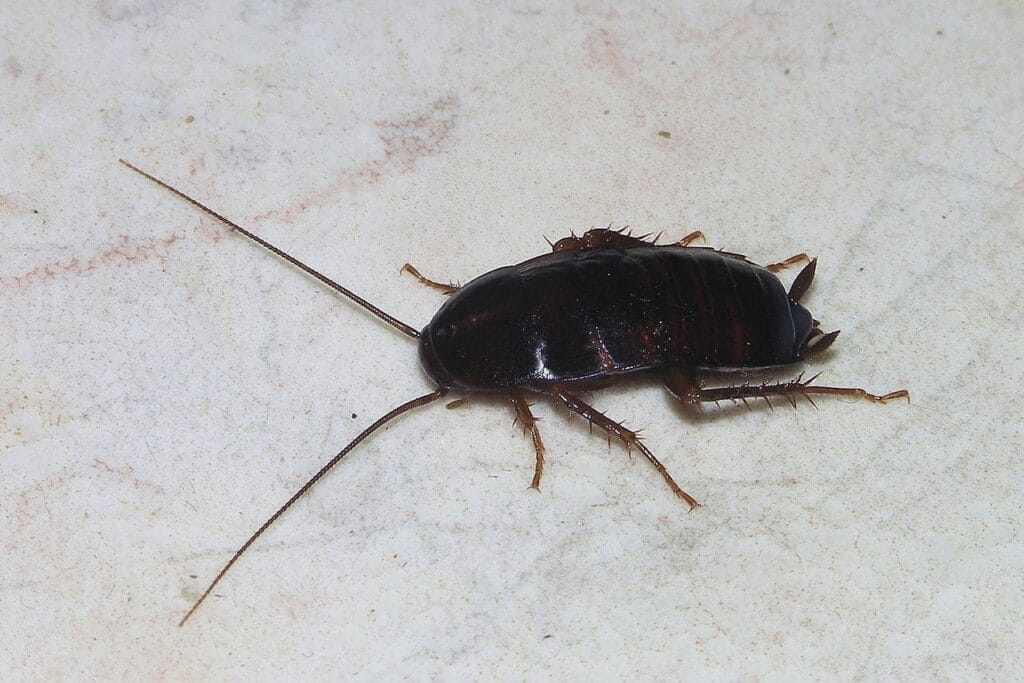 blatte orientale