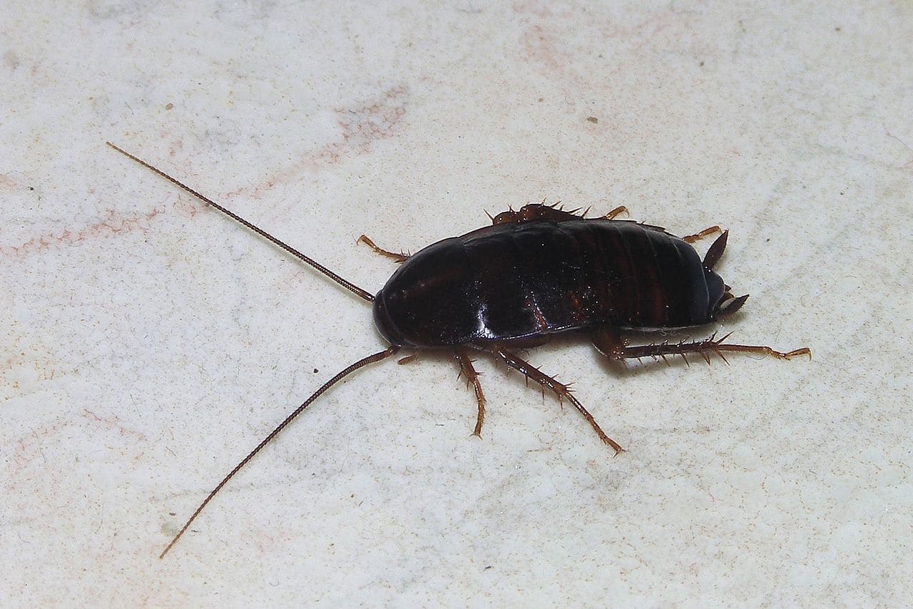 blatte orientale
