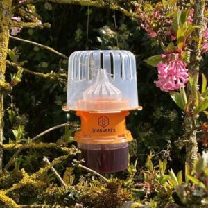 Piège sélectif pour frelon asiatique Vespa Velutina