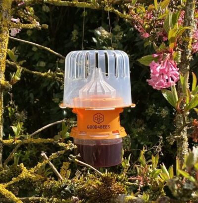 Piège sélectif pour frelon asiatique Vespa Velutina