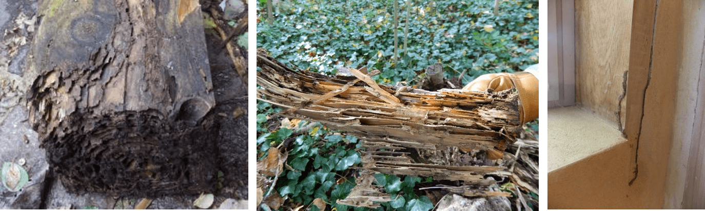 Dégâts termites