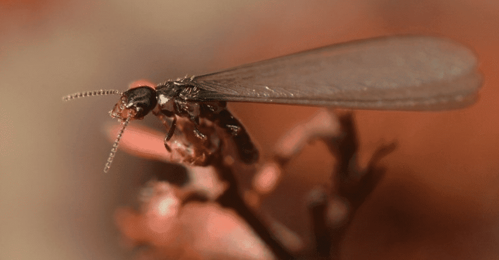 Termites reproducteurs sexués