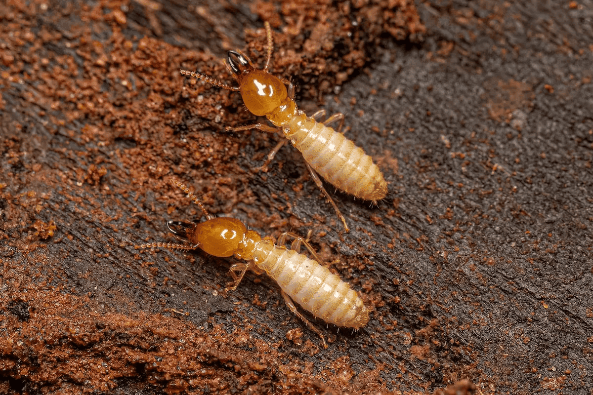 termites soldats