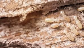 termites ouvrières