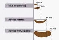 Reconnaitre les différents excréments de rongeurs