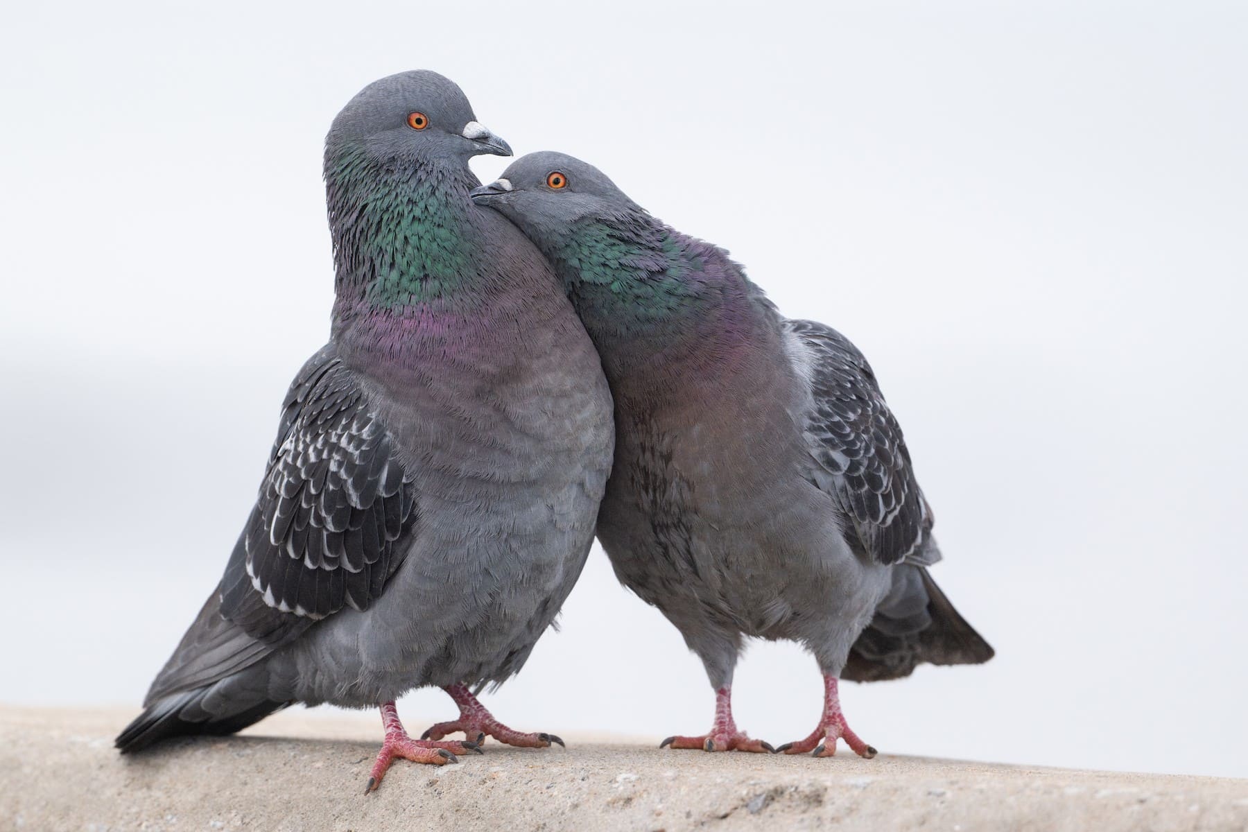 Pigeon