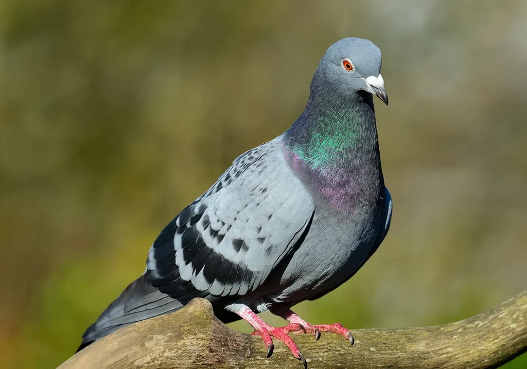 pigeon biset