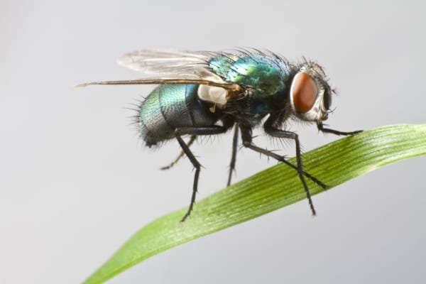 mouche